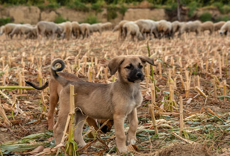 A shepherd with a herd of sheep in the pasture and the kangal shepherd dogs accompanying the herd...