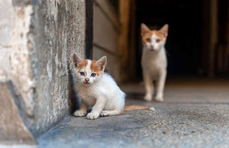 mother worrying about her kittenの写真素材