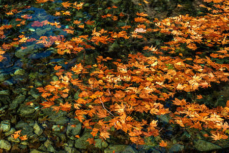 dried leaves fall into water in autumnの写真素材