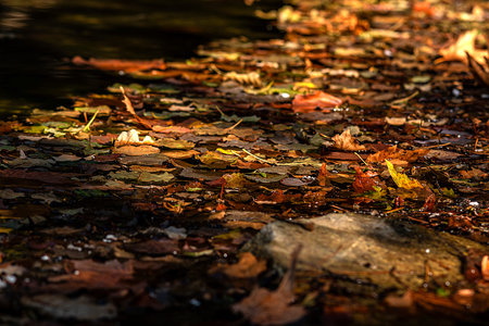 dried leaves fall into water in autumnの写真素材