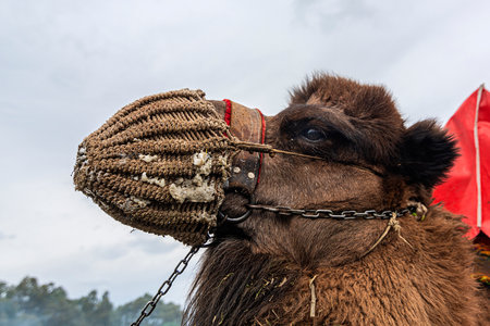 Turkey's very charming fishing town of Amasraの写真素材