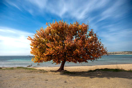 Lonely tree and moving clouds in autumnの写真素材