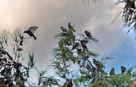Starlings heralding the arrival of winterの写真素材