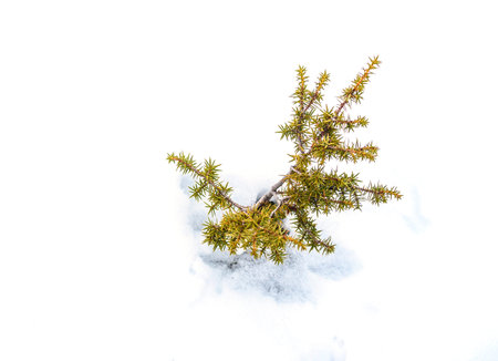 pine sapling emerging from under the dense snow layerの写真素材