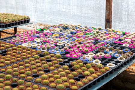 Many flowers and saplings are grown in greenhouses in the Bayindir district of Izmir, succulents and cacti are grown from them.の写真素材