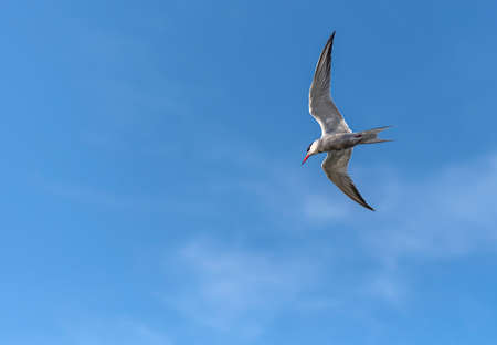 The tern (sea tern) living in the Izmir city forest is constantly hunting fish both to feed its stomach and to take food to its nest.の写真素材