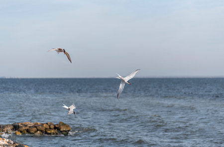 The tern (sea tern) living in the Izmir city forest is constantly hunting fish both to feed its...