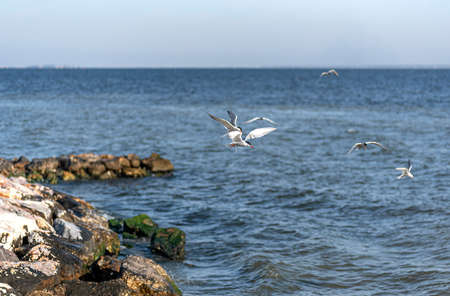 The tern (sea tern) living in the Izmir city forest is constantly hunting fish both to feed its stomach and to take food to its nest.の写真素材