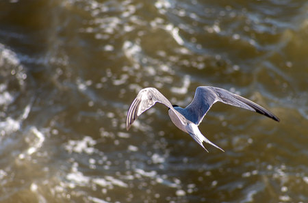 Ä°zmir City Forest is like the lungs of the city inside the city. Here, sea terns seek food in a...