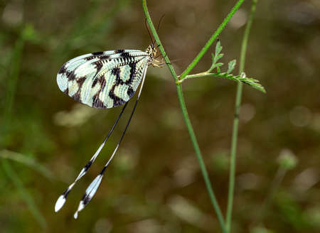 Early in the morning, dew-covered butterflies wait for the sun to come out and dry them to fly.の写真素材
