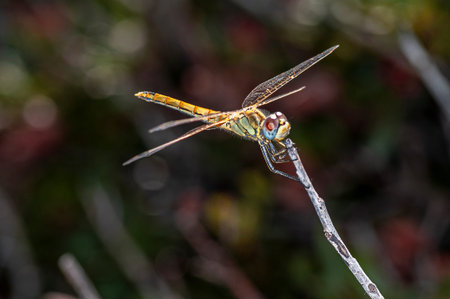 dragonfly is taking a break and resting because it resists the wind