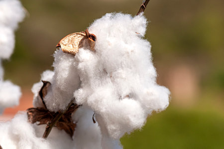 cotton waiting to be picked in the cotton fieldの写真素材