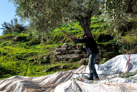 man harvesting by shaking an olive tree with a stickの写真素材