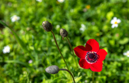 Red anemone flower on a background of green grass and flowersの写真素材