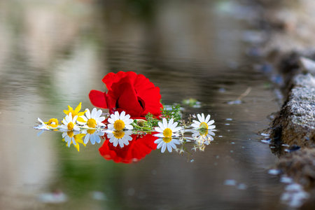 Red poppy and daisies reflected in the water of a streamの写真素材
