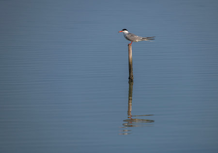 Common Tern, Sterna hirundo, single bird in water, Warwickshire