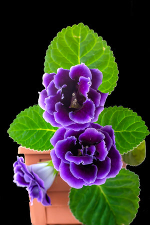 purple Gloxinia (Cupper Violet) Flowerの写真素材