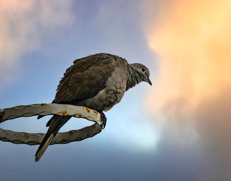 Pigeon sitting on a barbed wire against the sunset skyの写真素材