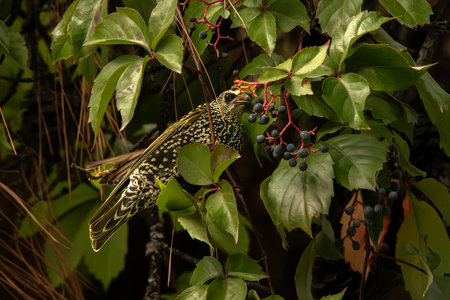 Bird in the rainforest at Khao Yai National Park, Thailandの写真素材