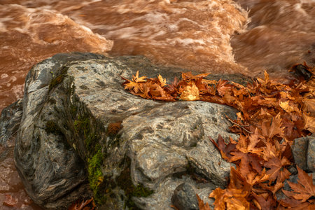Fallen autumn leaves on the rocks in the river. Selective focus.