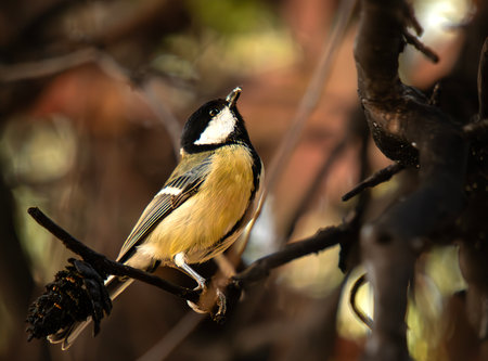 Great tit, Parus major, single bird on branch, South Africaの写真素材