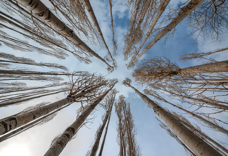 birch forest view from below into the sky, winter landscape