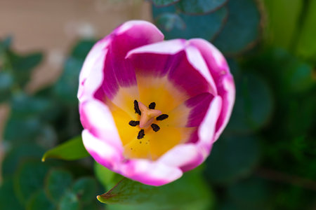 Beautiful pink tulip in the garden. Selective focus.の写真素材