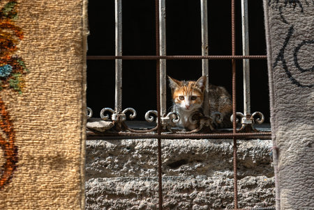 Homeless cat in the window of an old house in Essaouira, Morocco