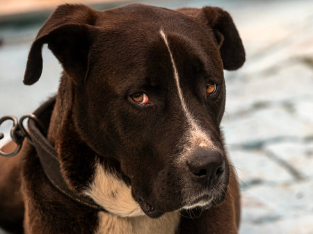 The sad look of the chained dogの写真素材