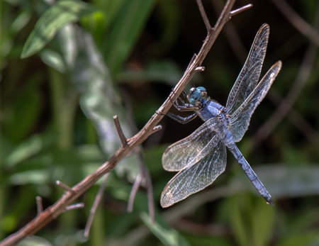 Blue dragonfly resting on a twig with leaves in the backgroundの写真素材