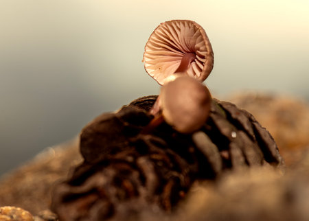 Mushrooms growing on the rocks in the forest, macro photographyの写真素材