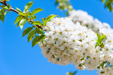 Cherry blossoms against the clear blue skyの写真素材