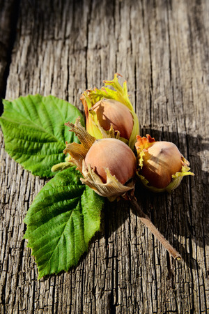 Three hazelnuts on wooden background freshly picked from a treeの写真素材