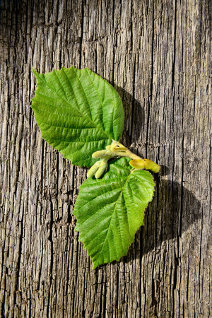 two fresh green leaf from a tree hazelnut on wooden backgroundの写真素材