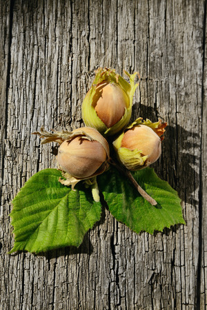 Three hazelnuts on wooden background freshly picked from a treeの写真素材