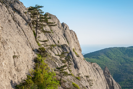 Mountain, rocky ledge planted with Crimean pinesの写真素材