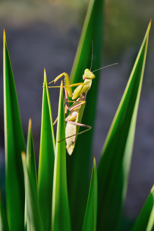 green mantis on the plant looking at youの写真素材