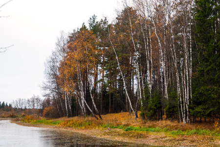 Autumn landscape with forest and river in the afternoonの写真素材