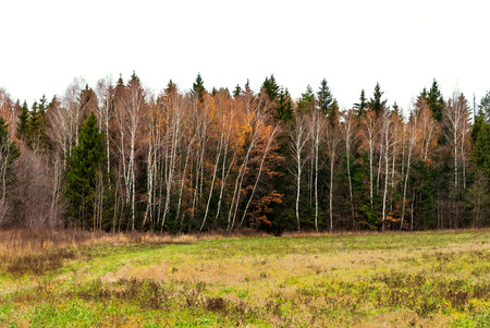 Late autumn in the mixed forest, dry grassの写真素材