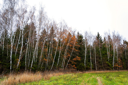Late autumn in the mixed forest, dry grassの写真素材