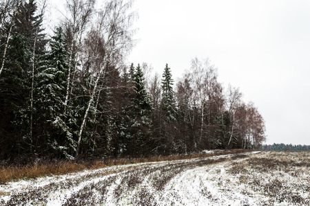 Winter landscape, snow mixed forest, birch and pineの写真素材