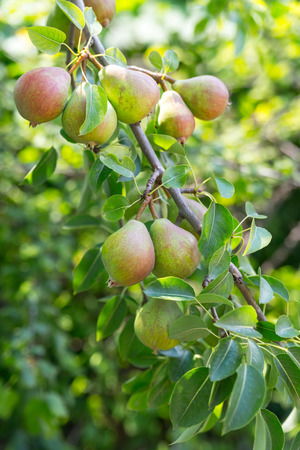 Ripe and juicy pear fruit on the branch in the gardenの写真素材