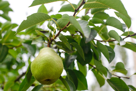 Ripe pear fruit on the branch in the gardenの写真素材