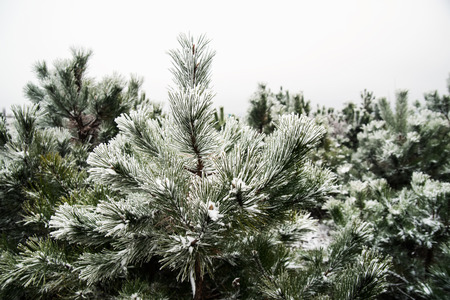 Snow-covered pine needles covered with frostの写真素材