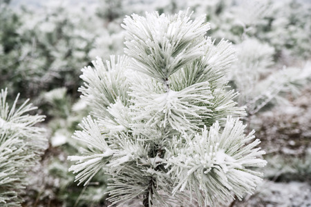 Snow-covered pine needles covered with frostの写真素材