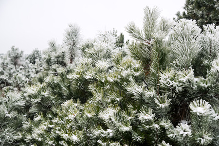 Snow-covered pine needles covered with frostの写真素材