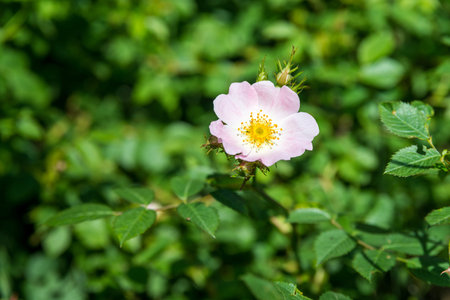 Flower wild rose on a background of green foliageの写真素材