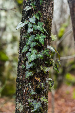 Ivy is woven on a tree trunk in forestの写真素材