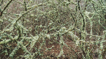 Branches covered with moss in forest in winterの写真素材