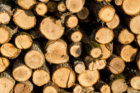 Firewood stacked in a pile sunlitの写真素材